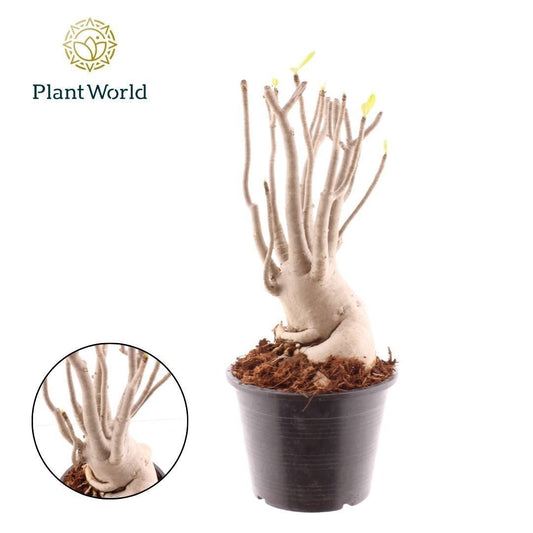 Adenium obesum 35cm 15cm Pot
