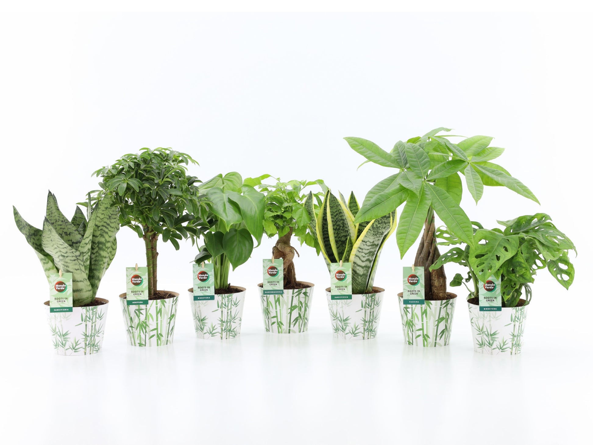 Foliage houseplants mix 35cm 12cm Pot