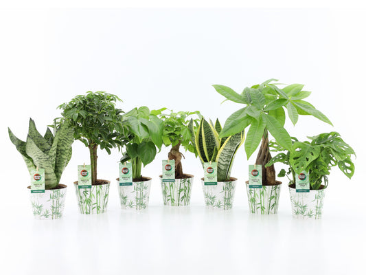 Foliage houseplants mix 35cm 12cm Pot
