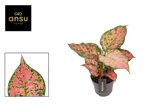Ansu Aglaonema Crimson Love Pack of 6