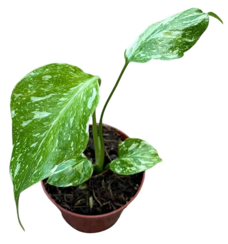 Monstera Variegated 10cm 8cm Pot