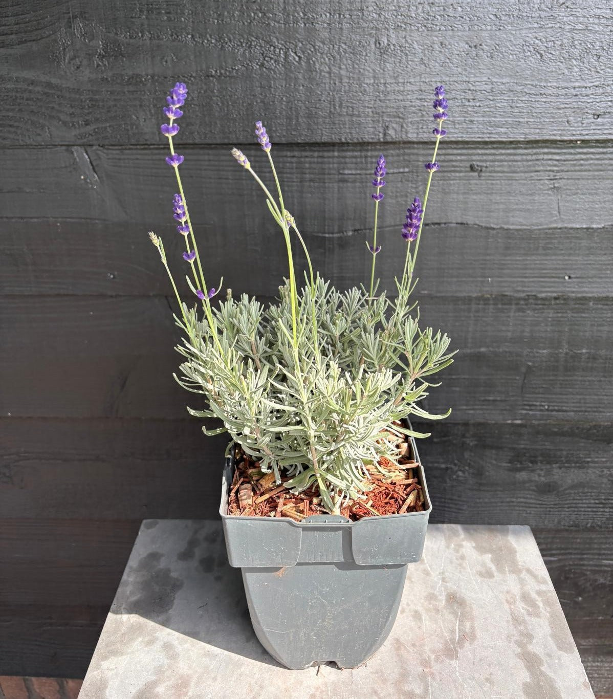 Lavandula Hidcote 35cm 17cm Pot