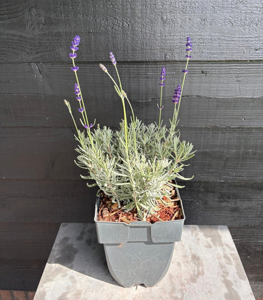 Lavandula Hidcote 35cm 17cm Pot