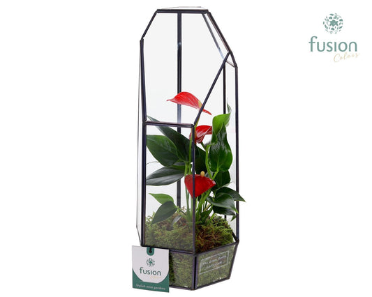 Metalen Lantaarn met Anthurium 35cm 12cm Pot
