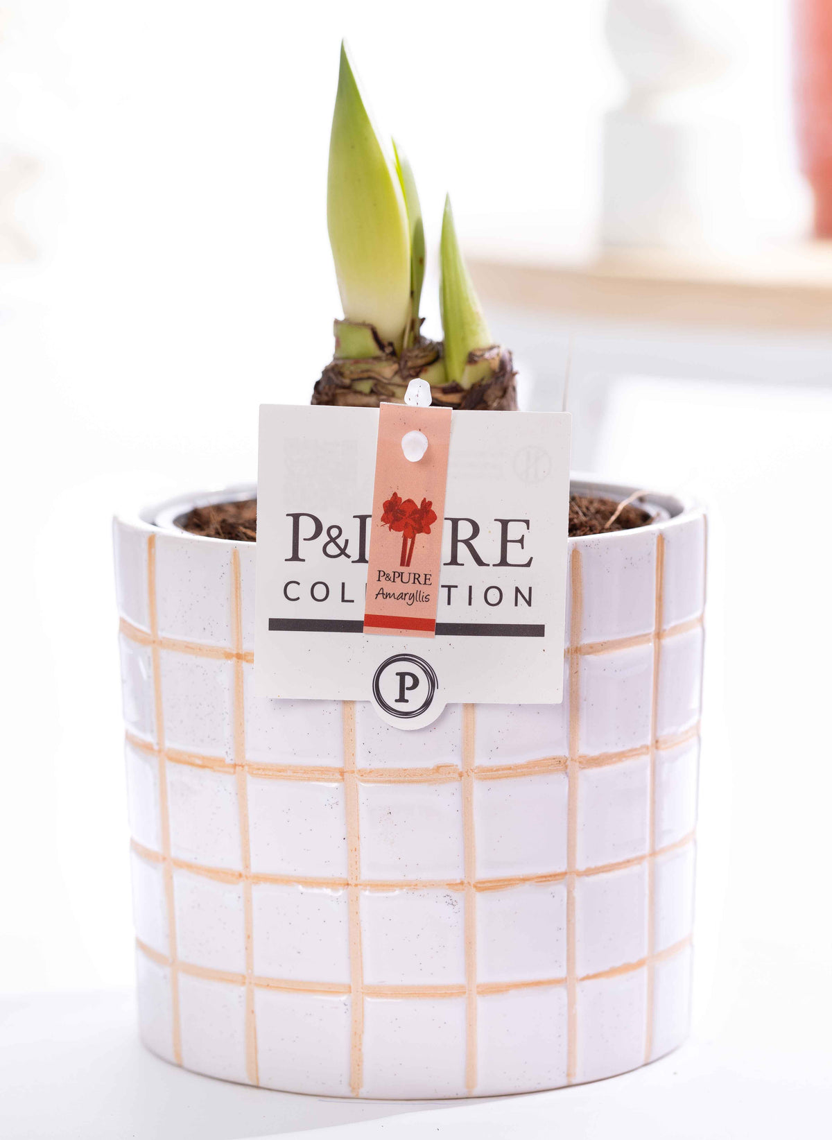 Hippeastrum 22cm 12cm Pot