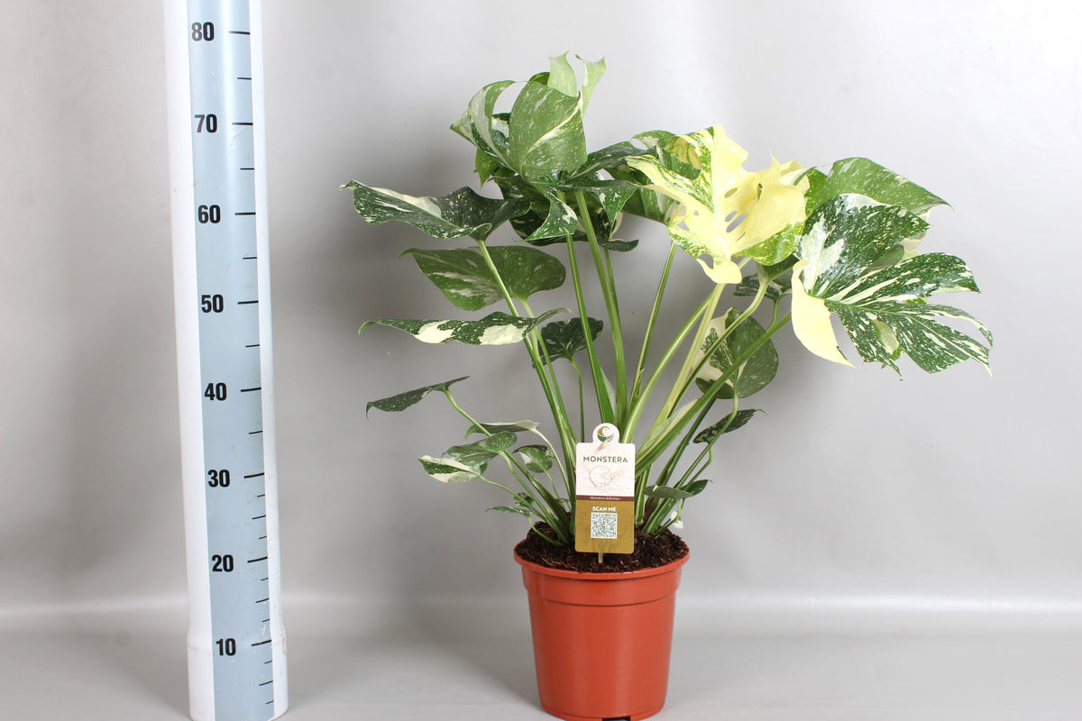 Monstera Variegated 70cm 21cm Pot