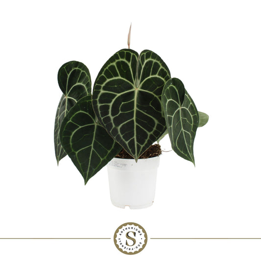 Anthurium clarinervium 40cm 14cm Pot