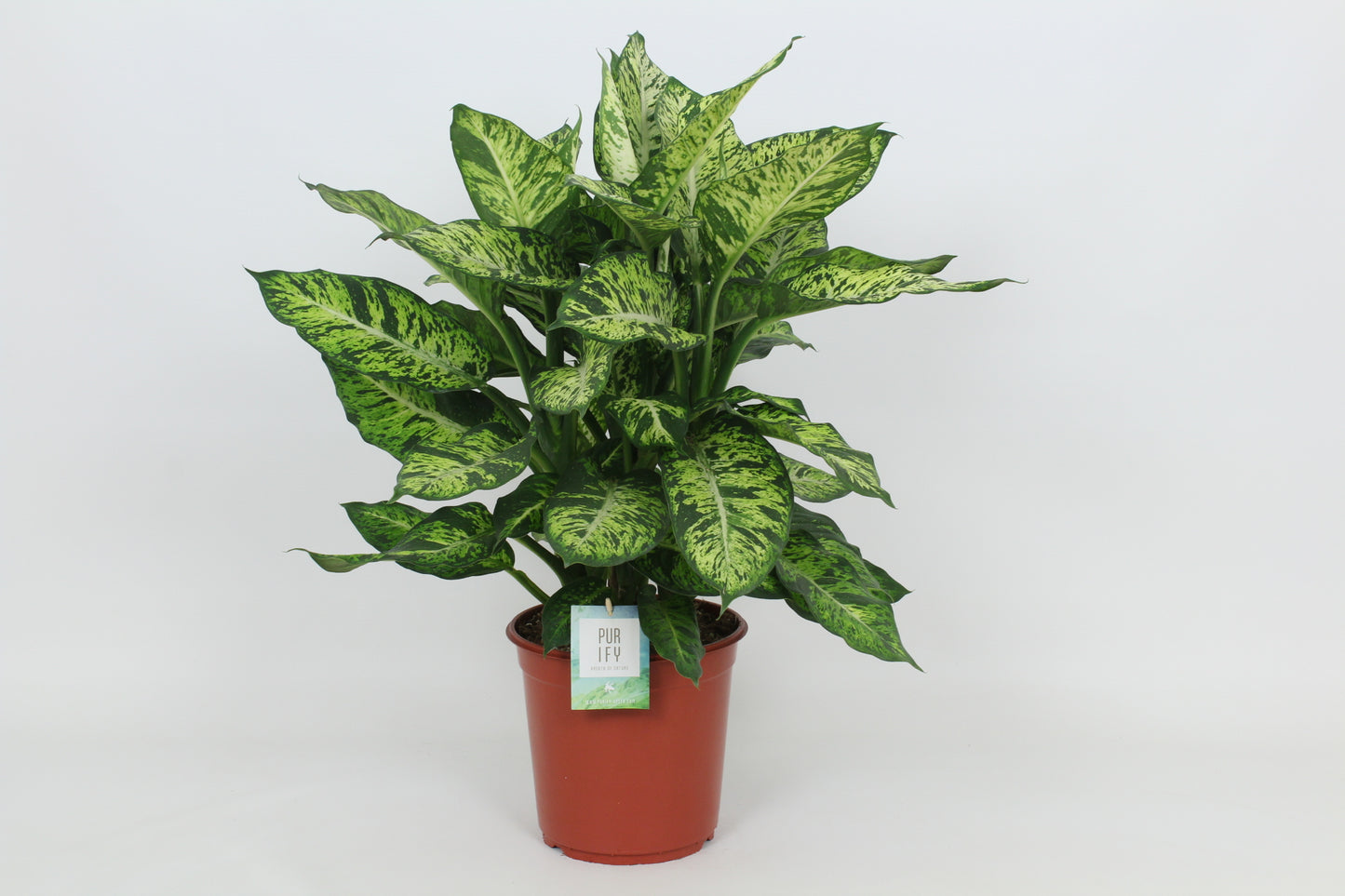 Elstgeest Potplanten Dieffenbachia Sublime Pack of 1