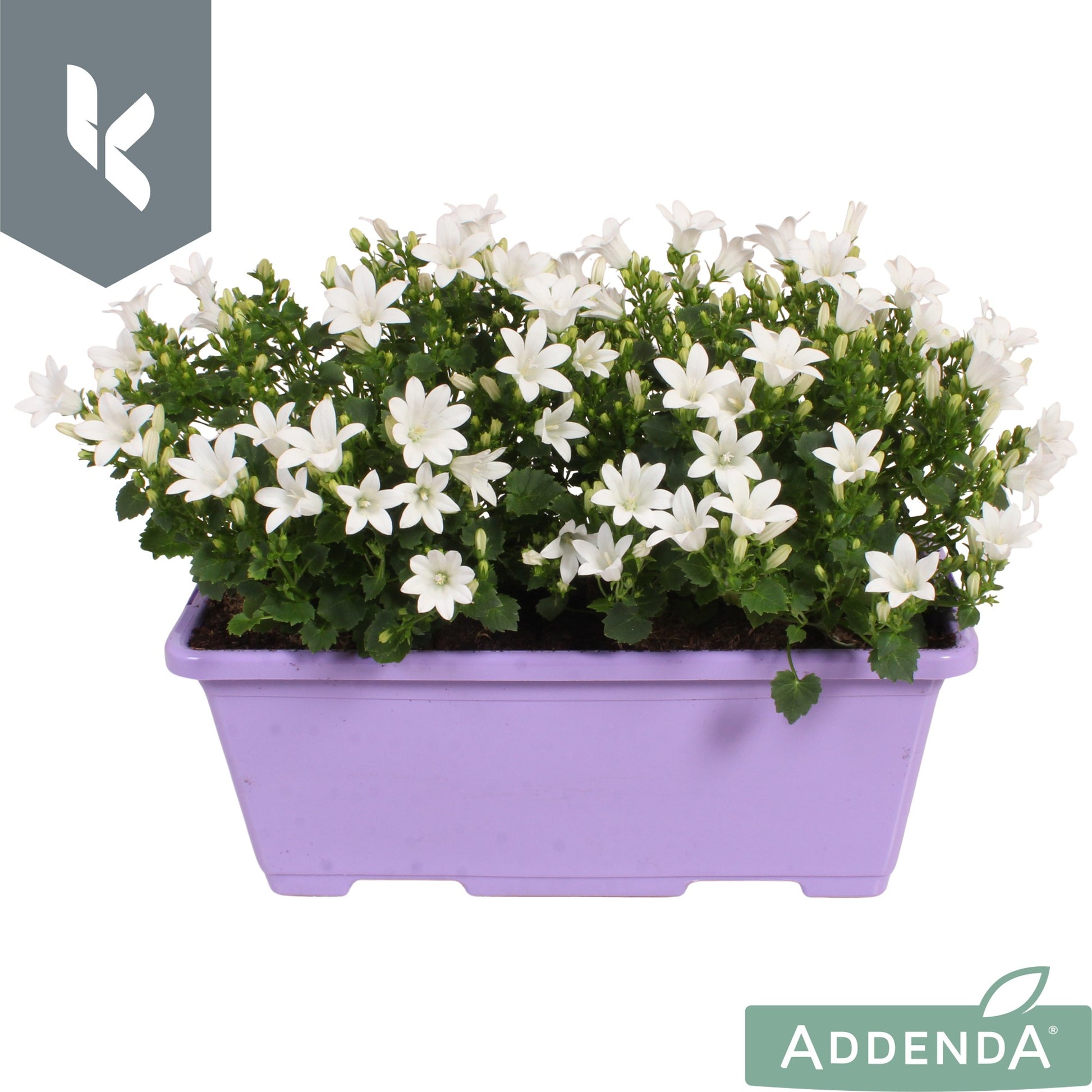Campanula Ambella Intense white 22cm 27cm Pot