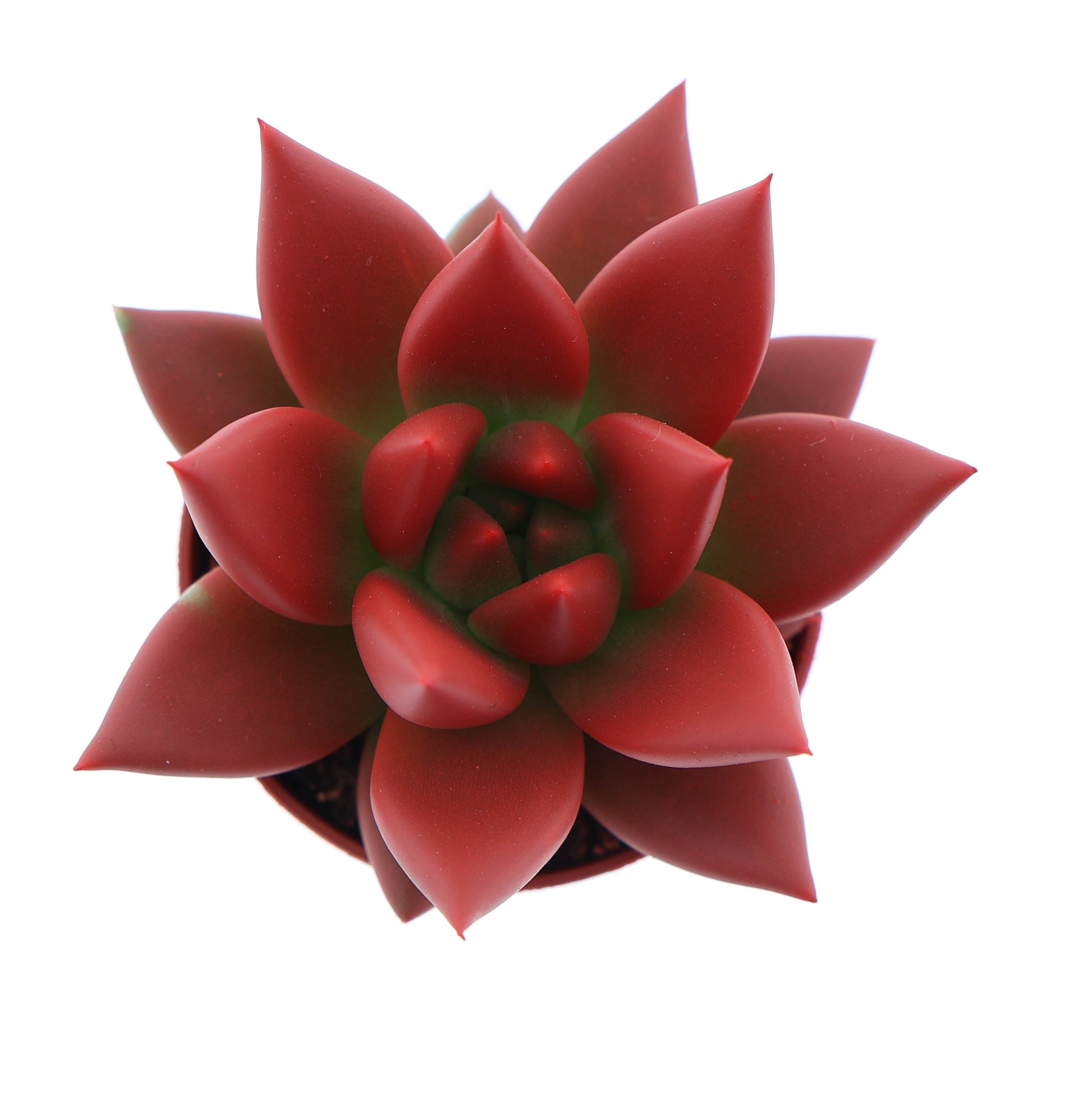 Euro Cactus Holland Bv Rainbow red Pack of 20