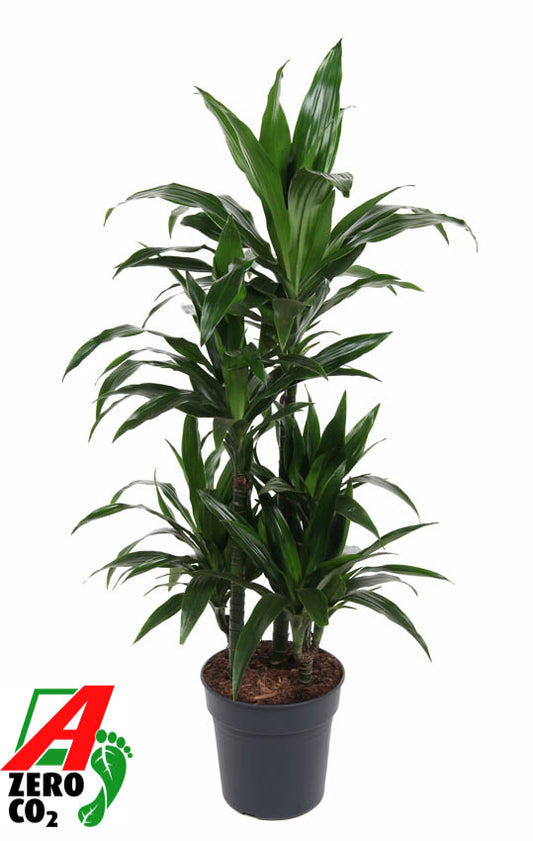 Dracaena fragrans Janet Craig 110cm 24cm Pot