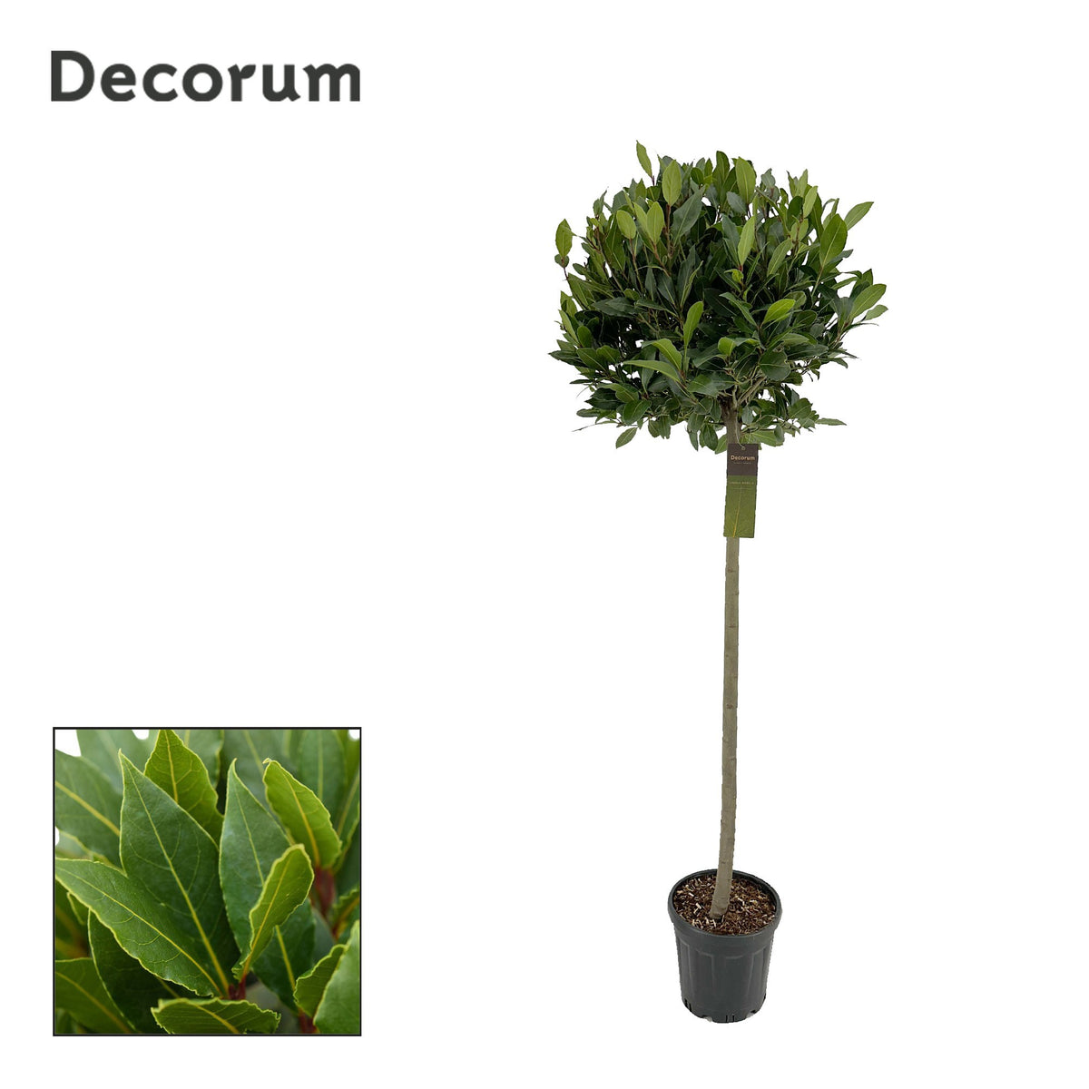 Laurus nobilis 160cm 25cm Pot