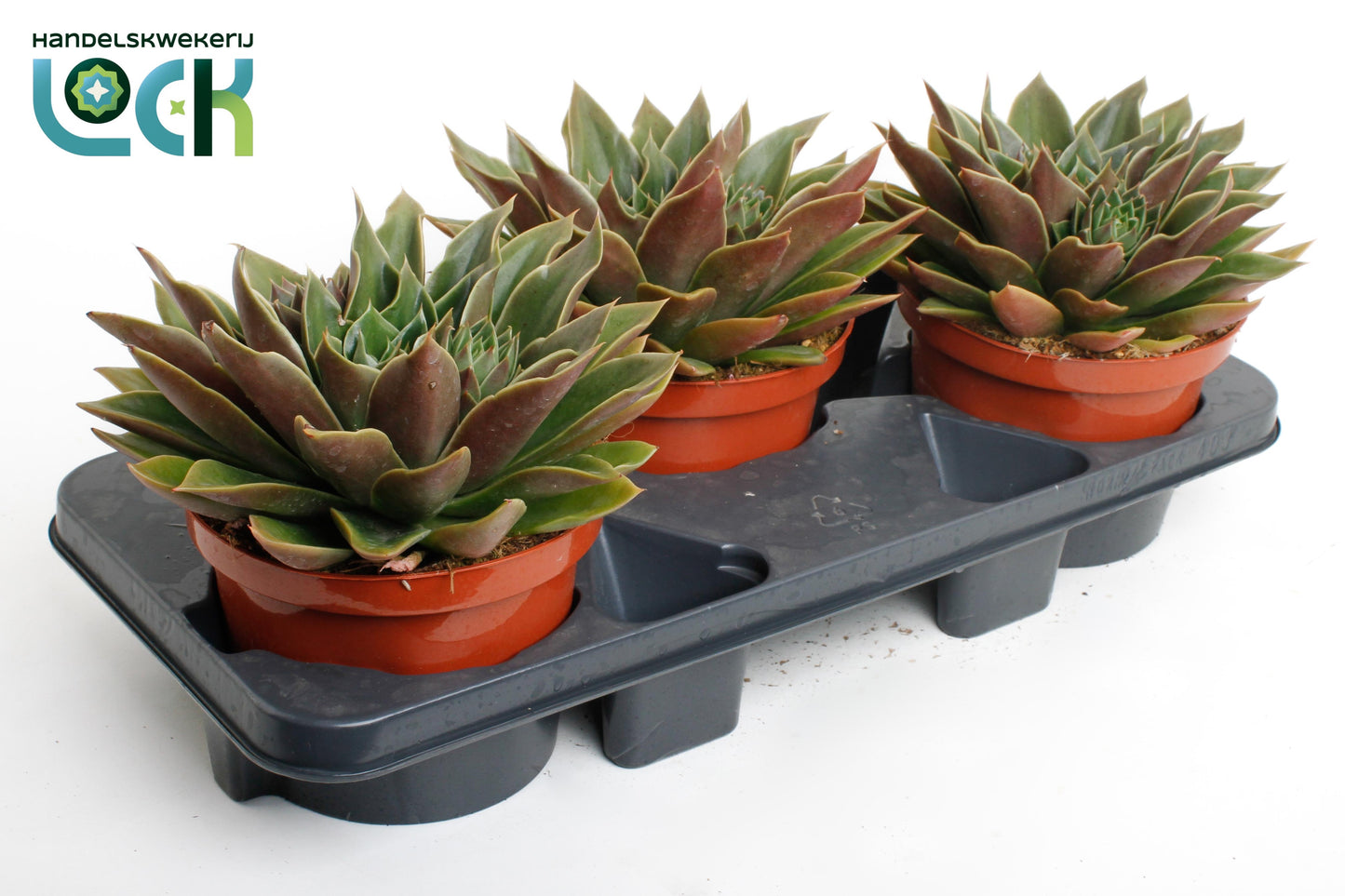 Echeveria Hybrid 25cm 17cm Pot