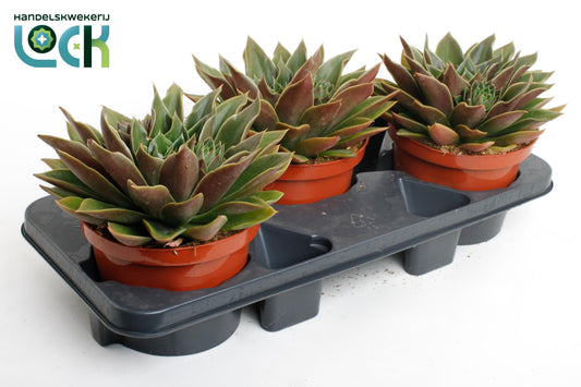 Echeveria Hybrid 25cm 17cm Pot
