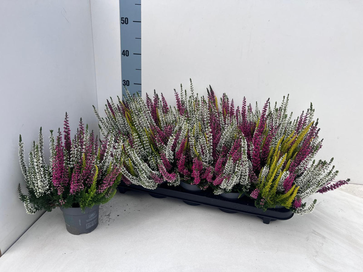 Calluna Beauty Ladies Pommes trio 25cm 10.5cm Pot