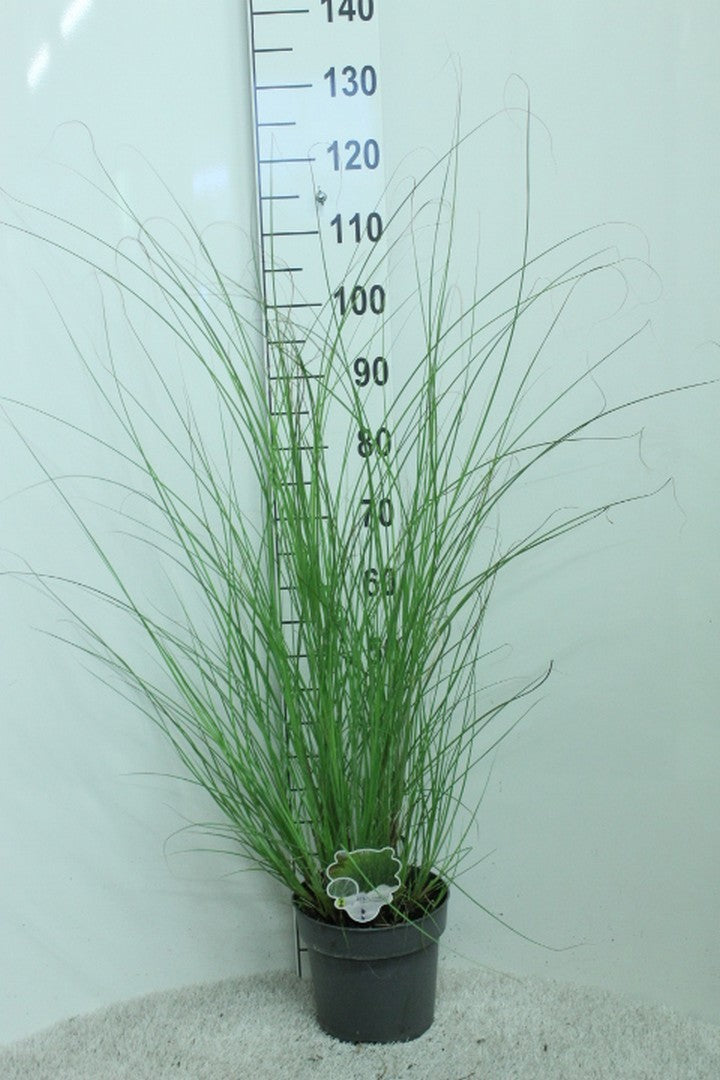 Pennisetum alopecuroides 130cm 23cm Pot