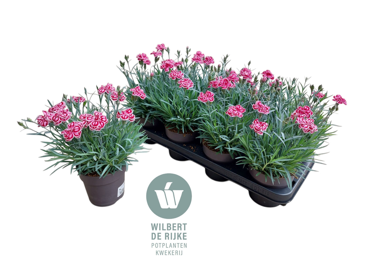 Dianthus Strawberry Eyes 35cm 12cm Pot