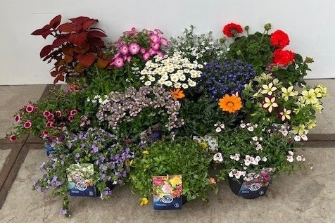 Annual plants mix 45cm 23cm Pot