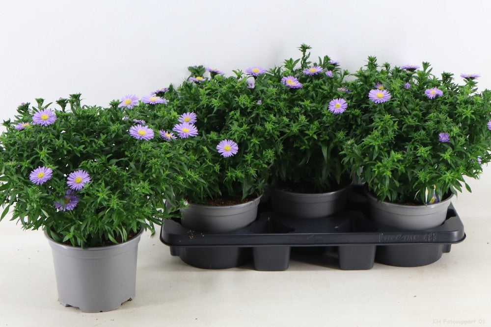 Aster Alpha Purple Rocket 35cm 17cm Pot
