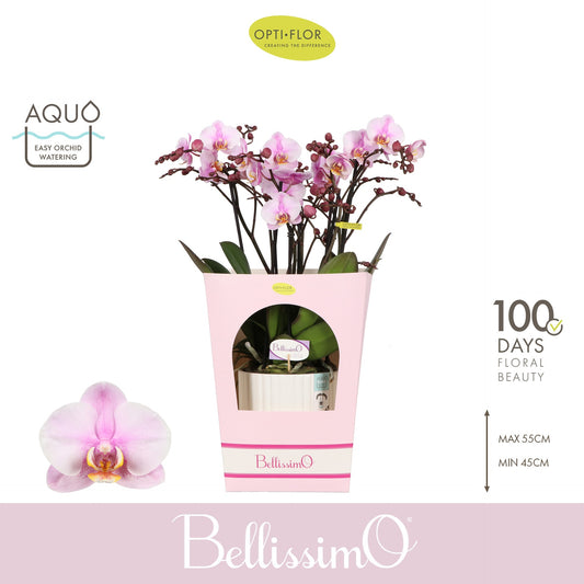 Phalaenopsis pink 50cm 15cm Pot