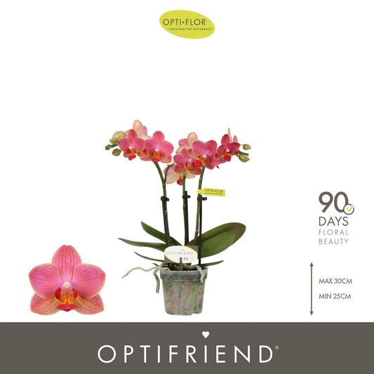 Phalaenopsis mf. Gwen 25cm 7cm Pot