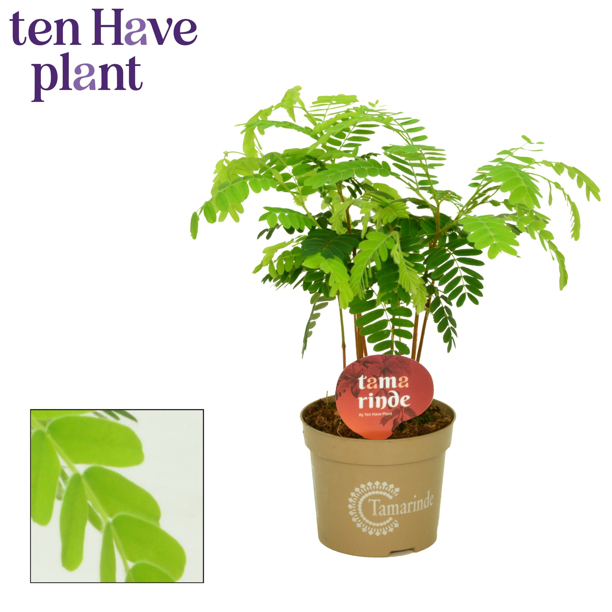 Tamarindus indica 60cm 12cm Pot