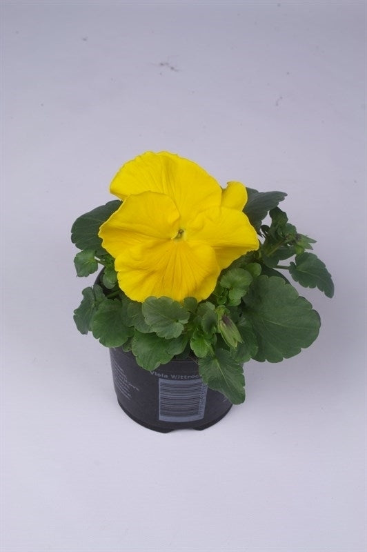 Batist BV, Kwekerij Viola Matrix Yellow Pack of 18