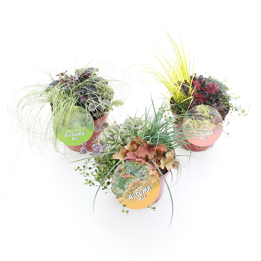 Shrubs mix 35cm 23cm Pot