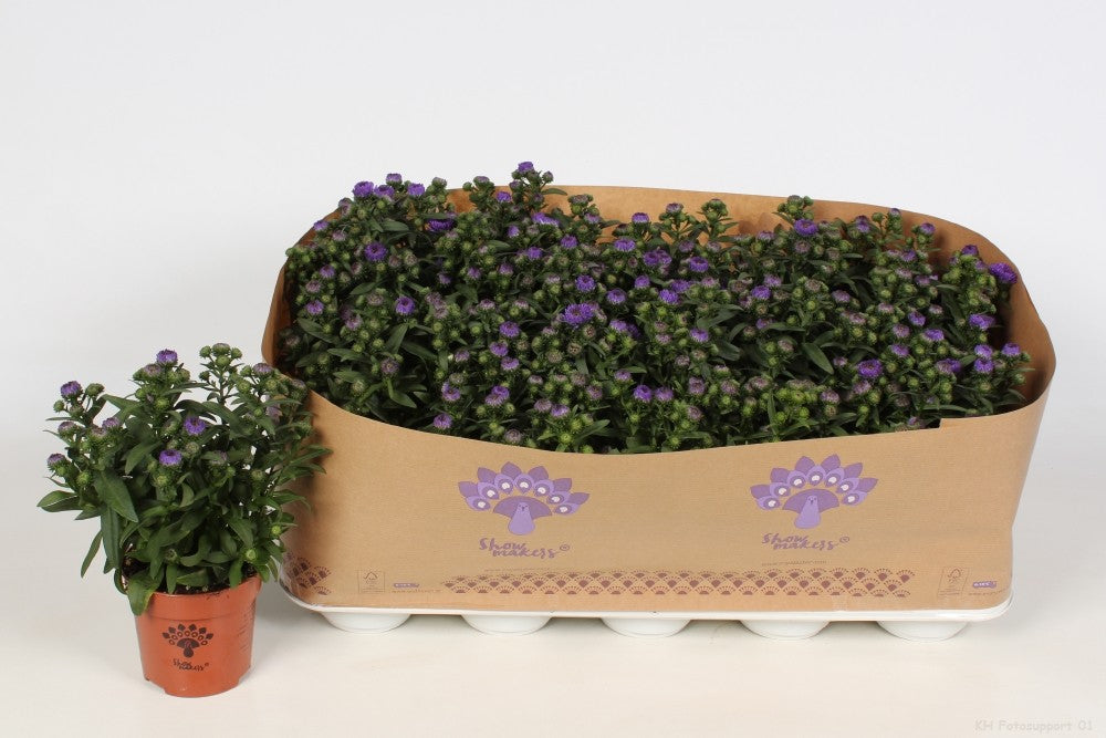 Aster nb. Showmakers Blue Bayou 22cm 510cm Pot