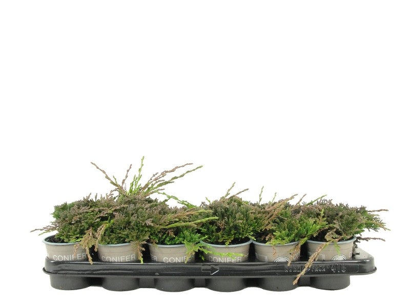 Juniperus Monber 12cm 9cm Pot