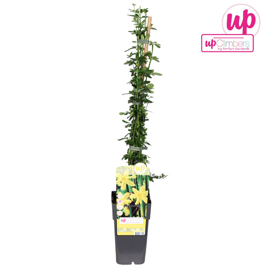 Jasminum nudiflorum 65cm 15cm Pot