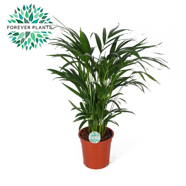 Dypsis lutescens 65cm 17cm Pot