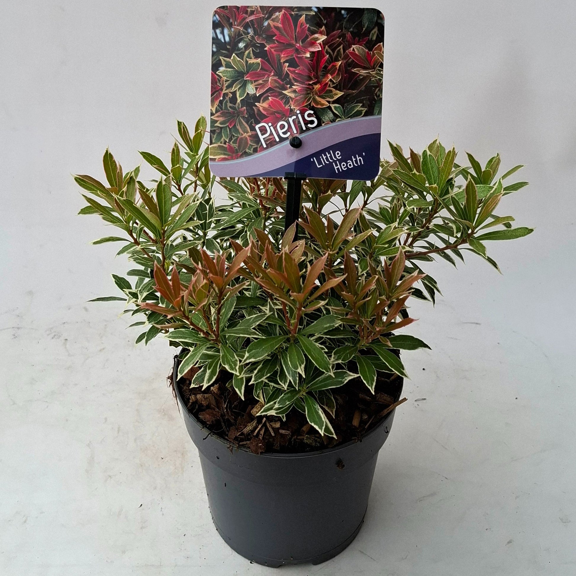 Pieris japonica Little Heath 15cm 13cm Pot