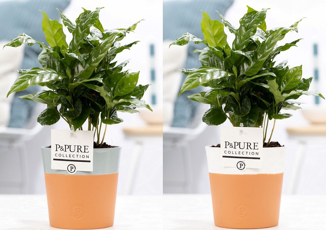 Coffea arabica 20cm 12cm Pot
