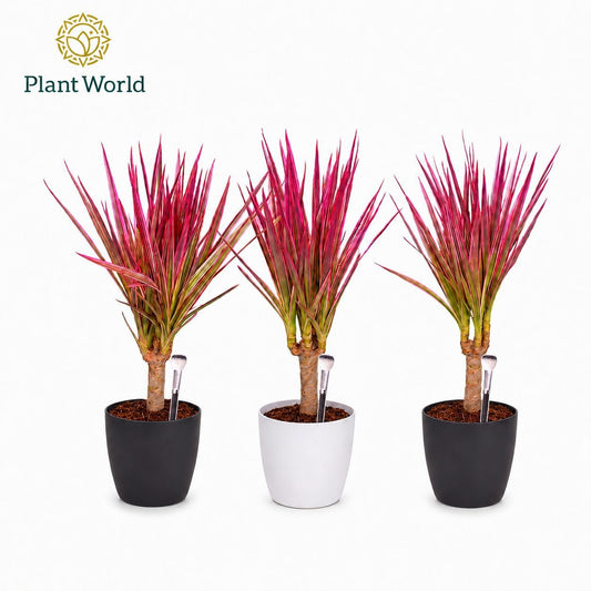 Dracaena Make-Upz Roze 35cm 7cm Pot