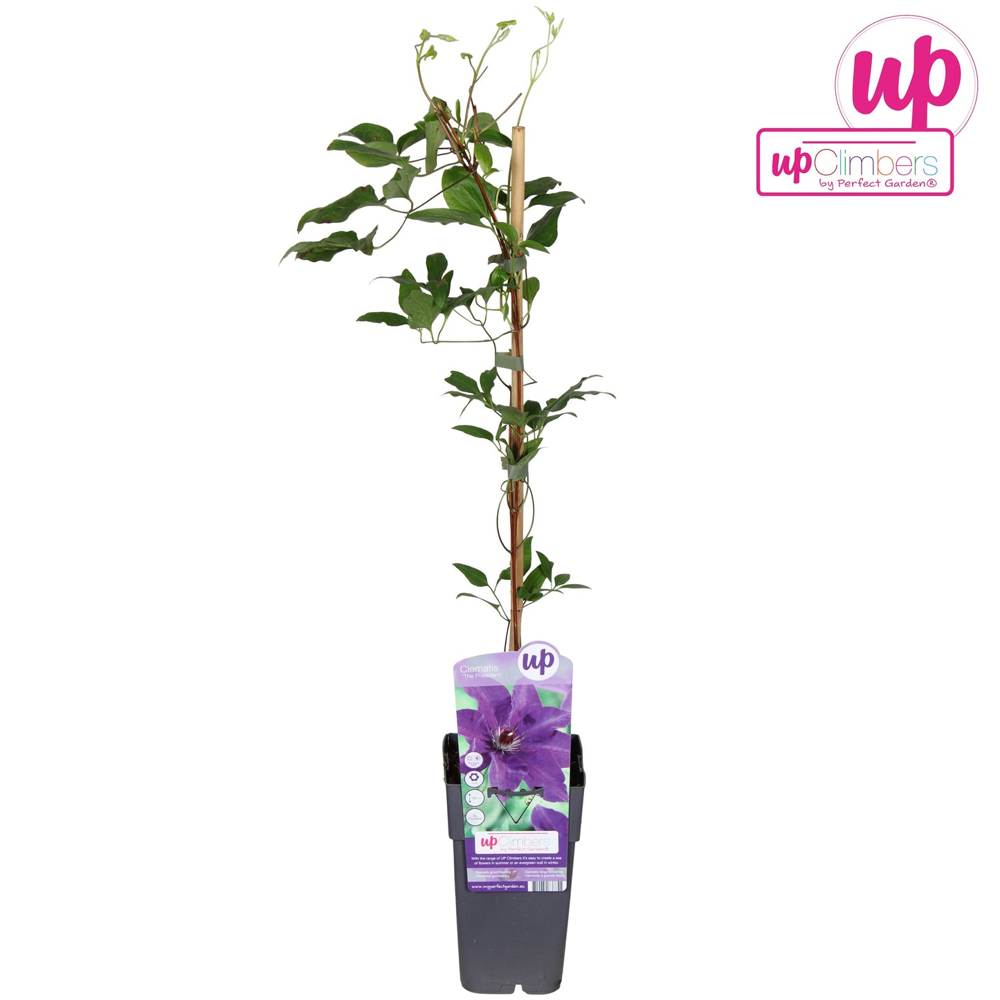 Clematis The President 65cm 15cm Pot