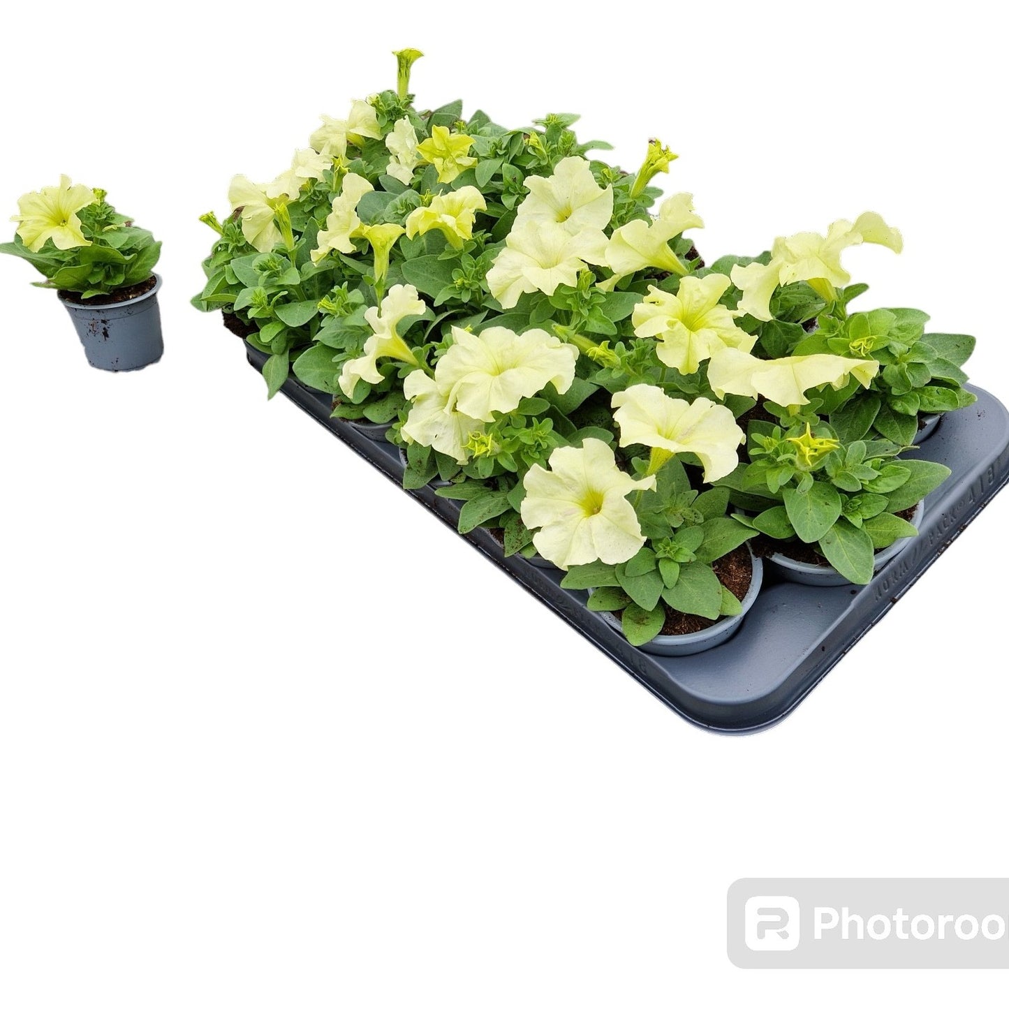Petunia Viva Yellow 15cm 9cm Pot