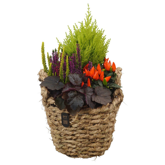 Outdoor arrangement 48cm 24cm Pot