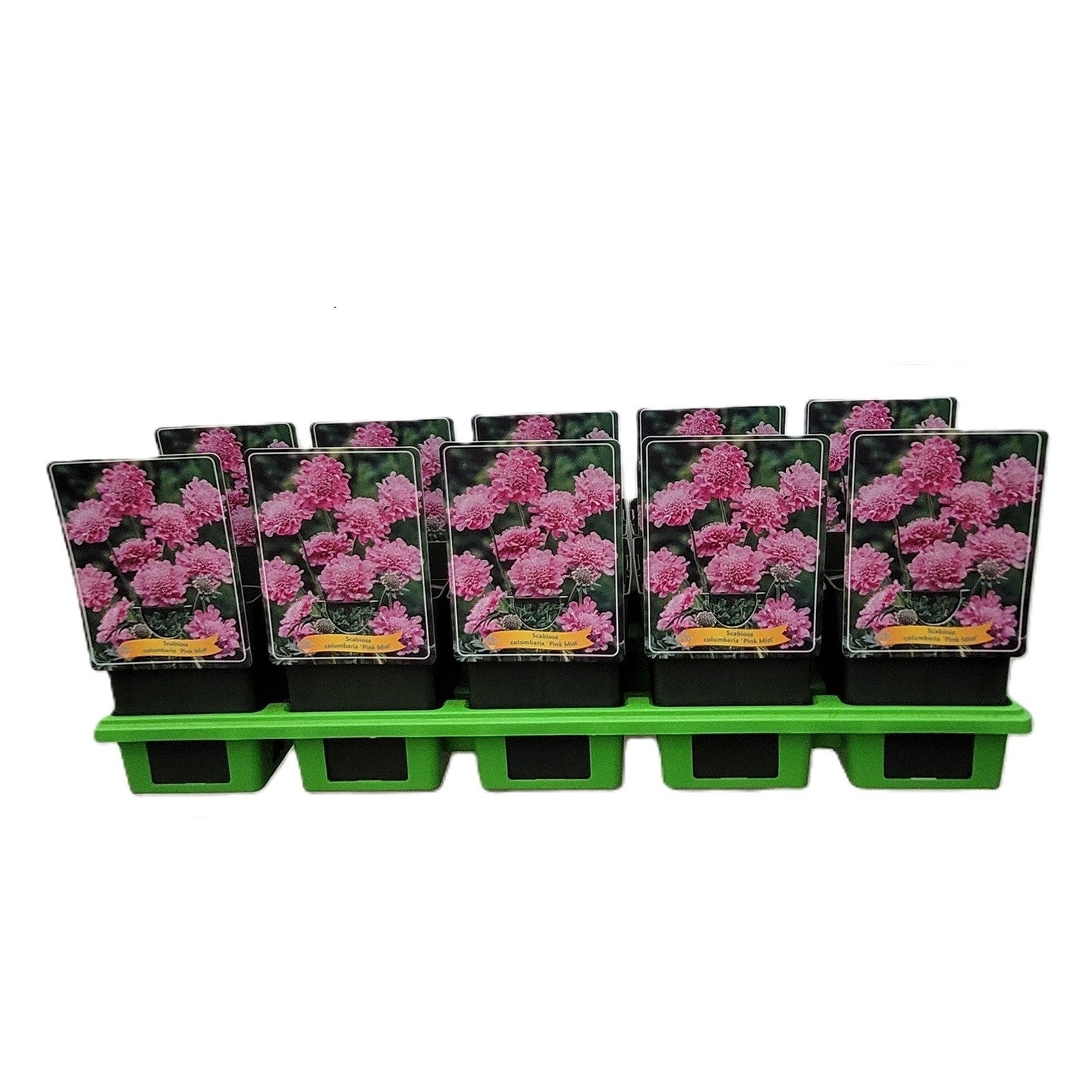 Scabiosa Pink Mist 25cm 11cm Pot
