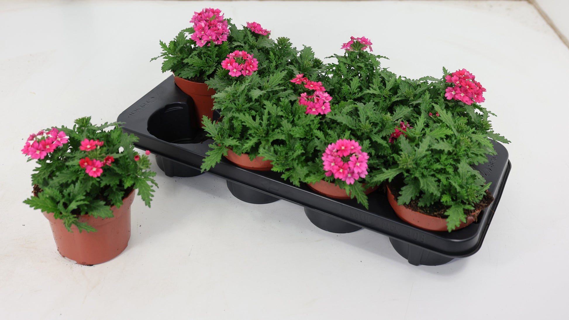 Verbena Lavender Spires 20cm 13cm Pot