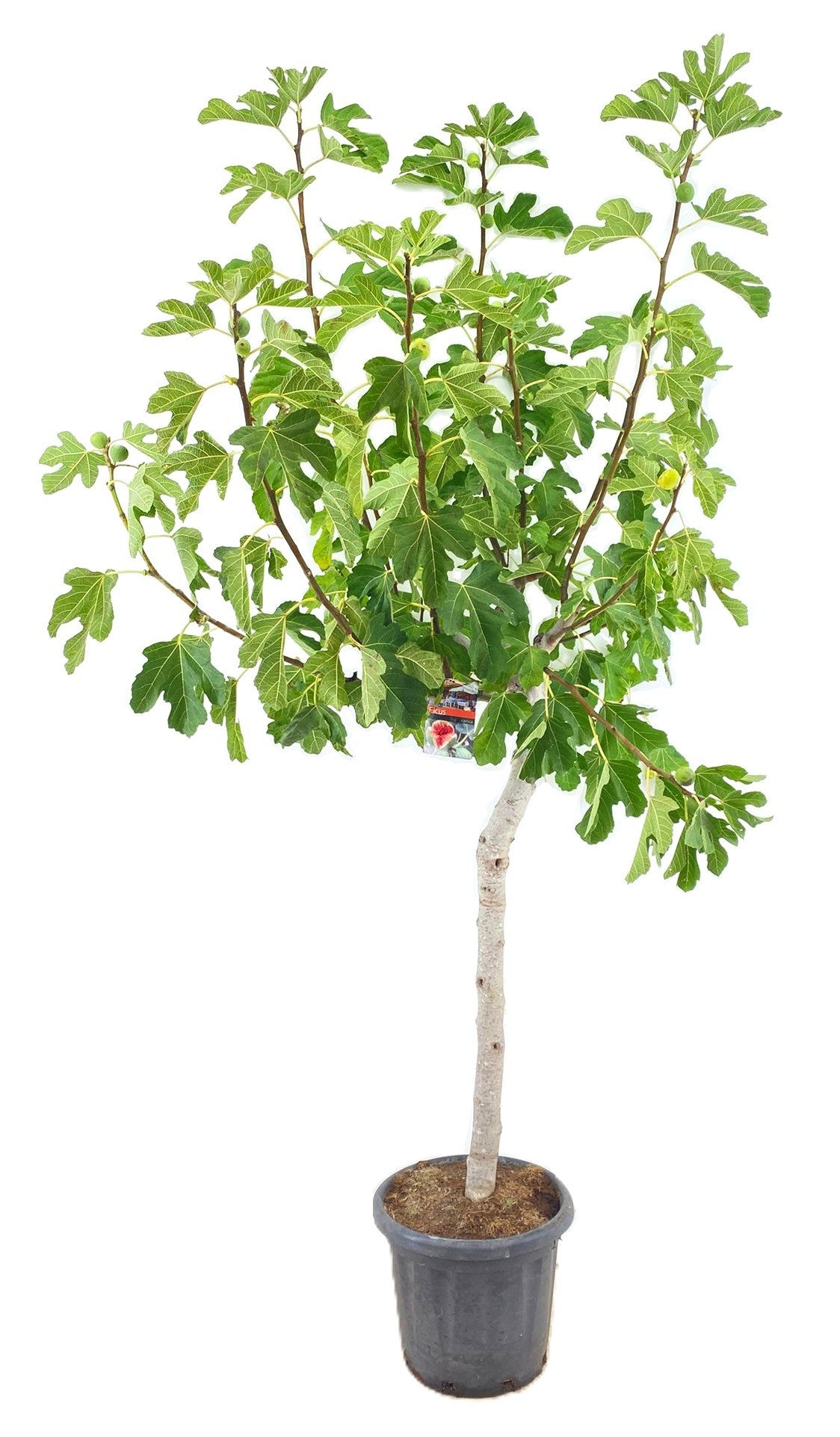 Ficus carica ("Fig") 250cm 40cm Pot