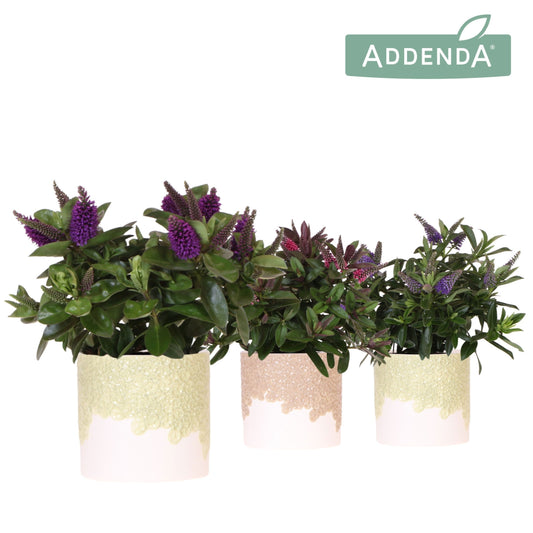 Hebe Hebedonna Alexa 30cm 12cm Pot