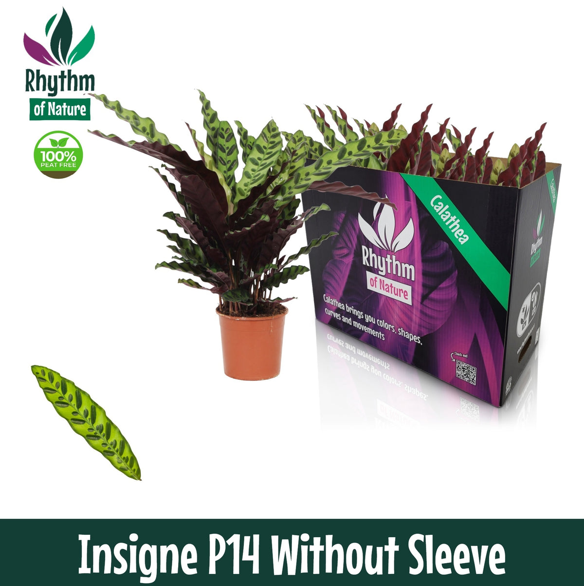 Calathea lancifolia 45cm 14cm Pot