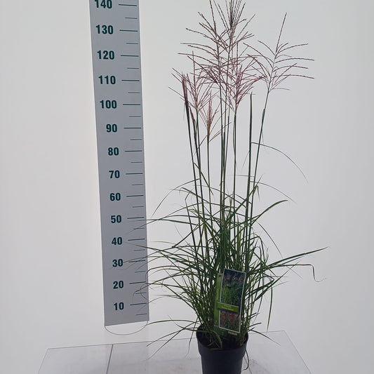 Miscanthus sinensis Ferner Osten 135cm 19cm Pot
