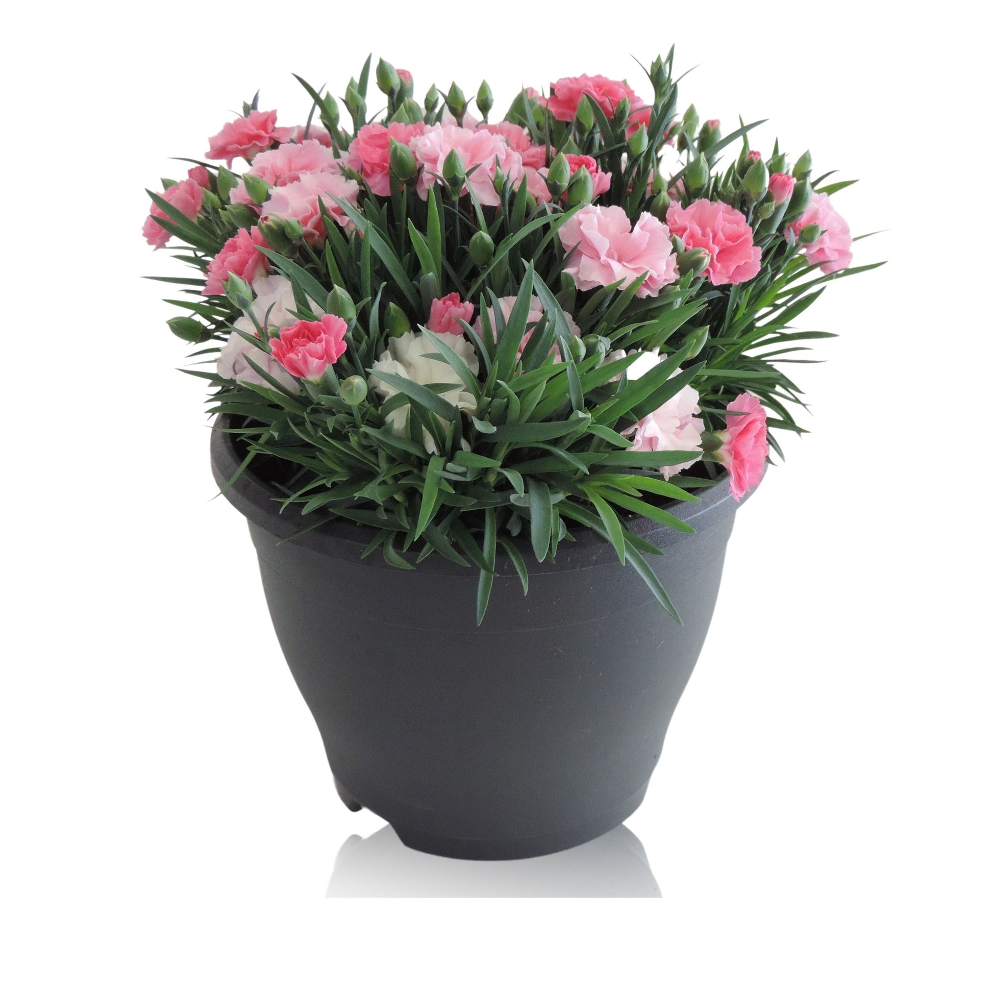 Dianthus I Love U 30cm 19cm Pot