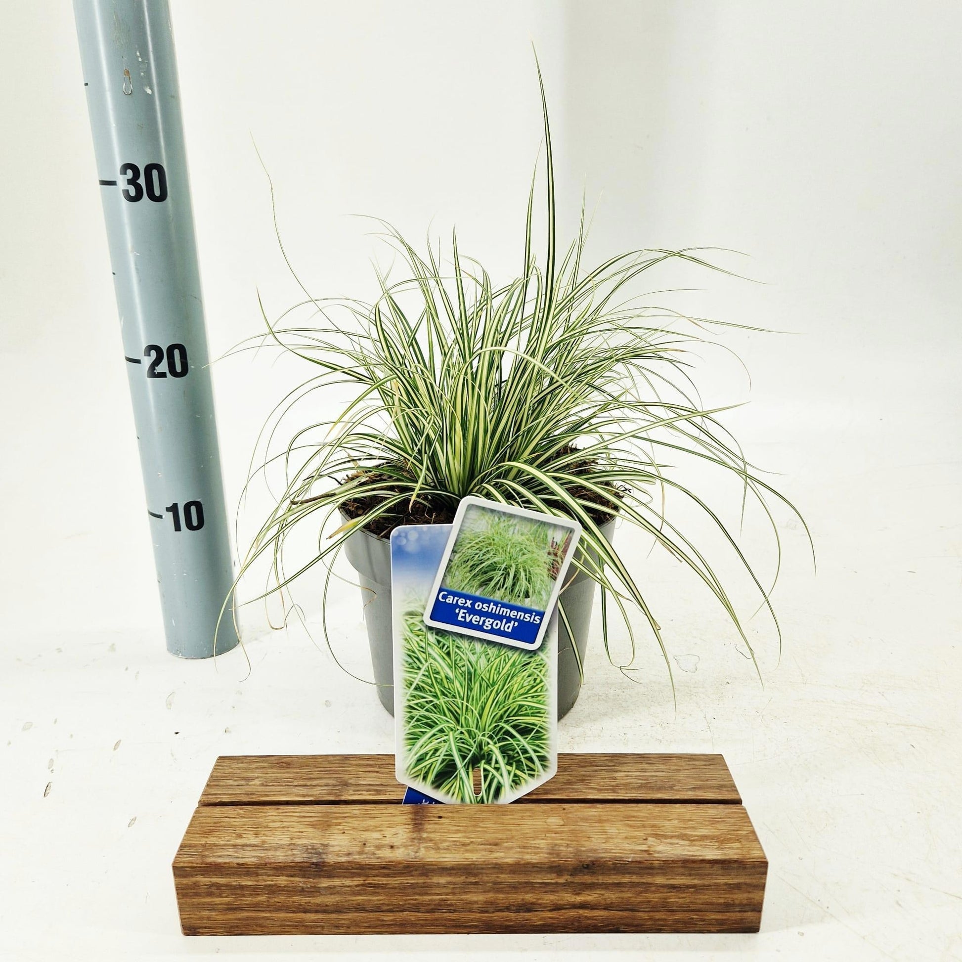 Carex osh. Evergold 25cm 17cm Pot