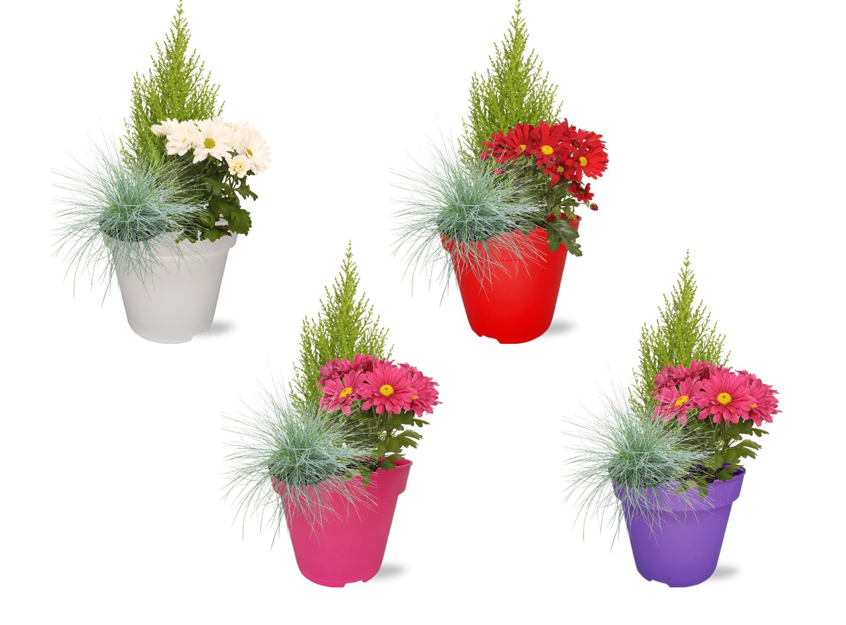 Bedding plants mixpot 35cm 17cm Pot