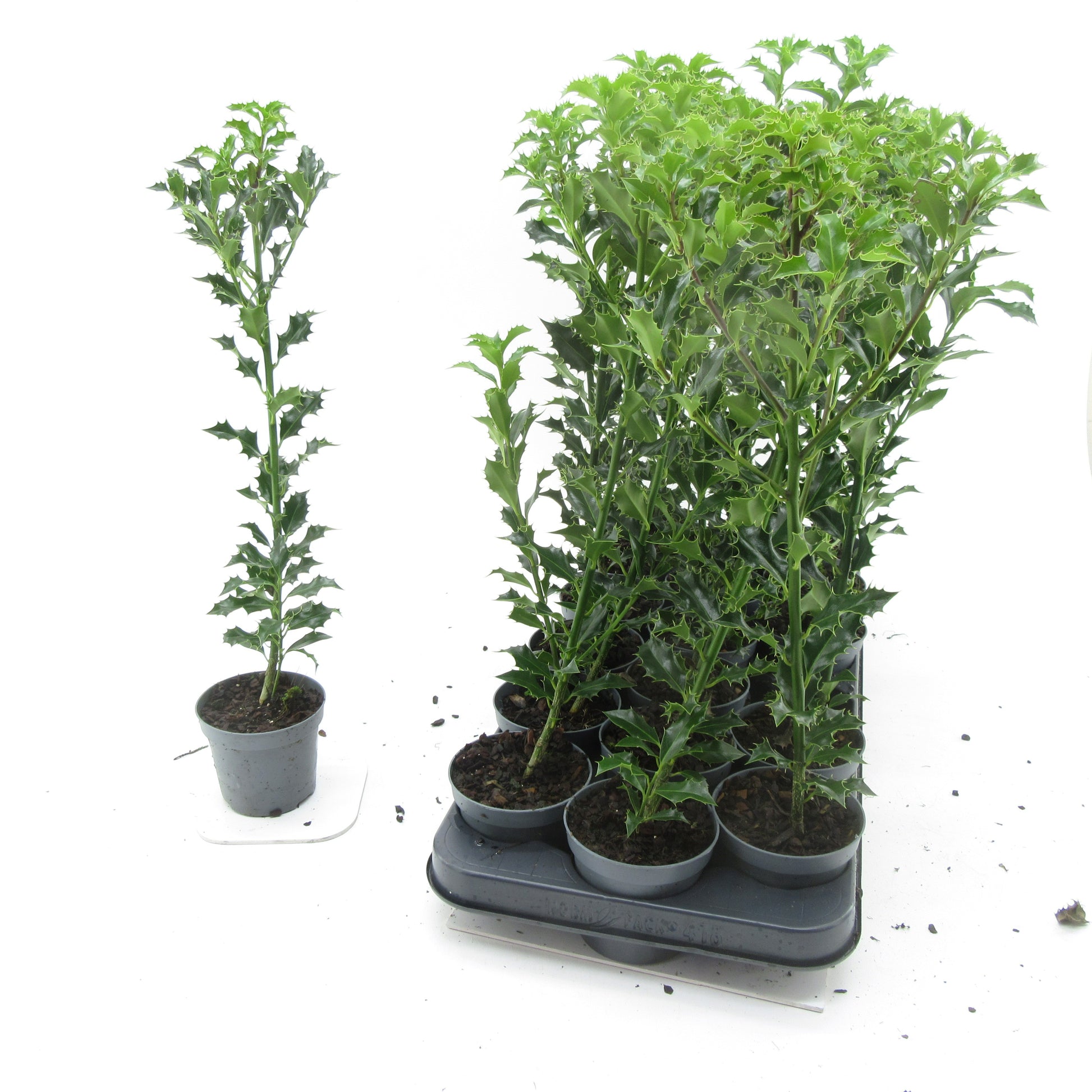 Ilex aqu. Alaska 45cm 9cm Pot