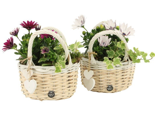 Outdoor arrangement 22cm 20cm Pot