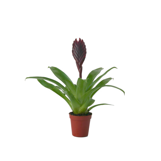 Vriesea Cathy 15cm 505cm Pot
